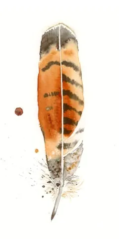 Image of a feather watercolor painting by Shayna Larsen, originals & prints available