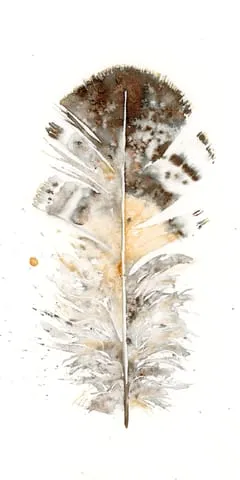 Image of a feather watercolor painting by Shayna Larsen, originals & prints available