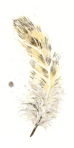 Image of a feather watercolor painting by Shayna Larsen, originals & prints available
