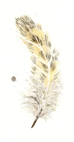 Image of a feather watercolor painting by Shayna Larsen, originals & prints available