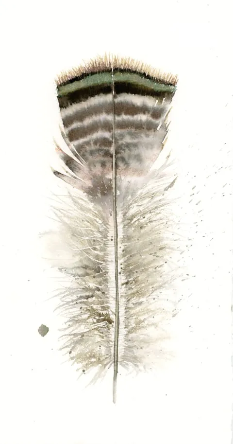 Image of a feather watercolor painting by Shayna Larsen, originals & prints available
