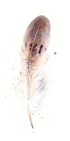 Image of a feather watercolor painting by Shayna Larsen, originals & prints available