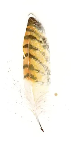 Image of a feather watercolor painting by Shayna Larsen, originals & prints available