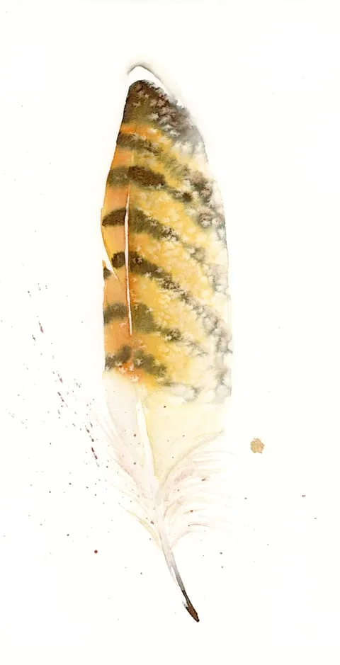 Image of a feather watercolor painting by Shayna Larsen, originals & prints available