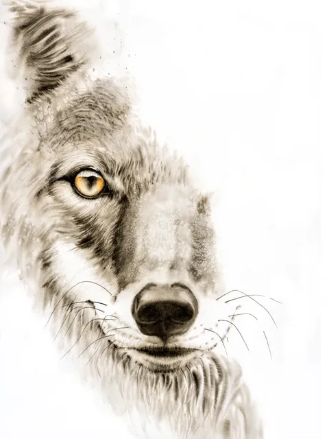 Image of a coyote watercolor painting by Shayna Larsen, originals & prints available