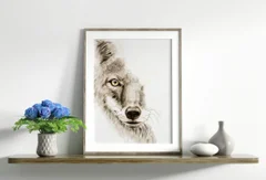 Image of a coyote watercolor painting by Shayna Larsen, originals & prints available