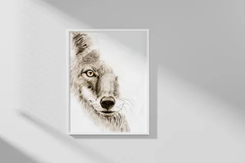 Image of a coyote watercolor painting by Shayna Larsen, originals & prints available