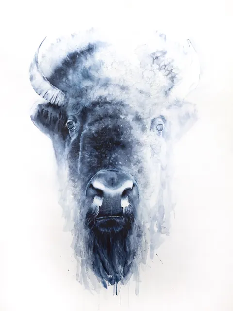 Image of a buffalo watercolor painting by Shayna Larsen, originals & prints available
