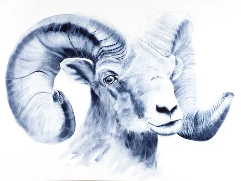 Image of a sheep watercolor painting by Shayna Larsen, originals & prints available