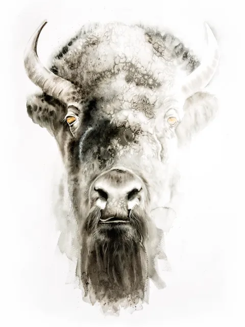 Image of a buffalo watercolor painting by Shayna Larsen, originals & prints available