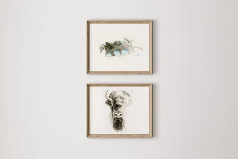 Image of a buffalo watercolor painting by Shayna Larsen, originals & prints available