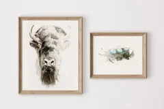 Image of a buffalo watercolor painting by Shayna Larsen, originals & prints available