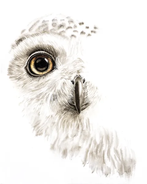 Image of a owl watercolor painting by Shayna Larsen, originals & prints available