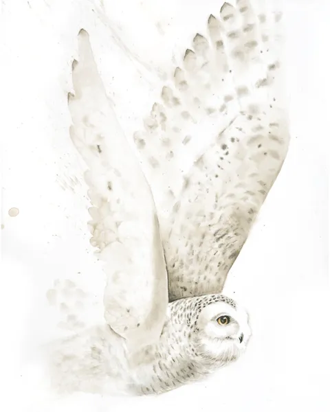 Image of a owl watercolor painting by Shayna Larsen, originals & prints available
