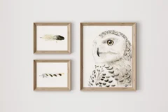 Image of a owl watercolor painting by Shayna Larsen, originals & prints available