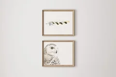 Image of a owl watercolor painting by Shayna Larsen, originals & prints available