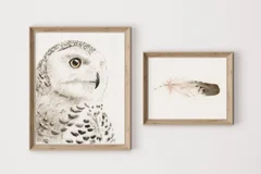 Image of a owl watercolor painting by Shayna Larsen, originals & prints available