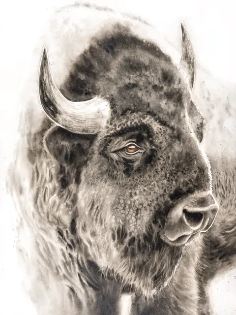 Image of a buffalo watercolor painting by Shayna Larsen, originals & prints available