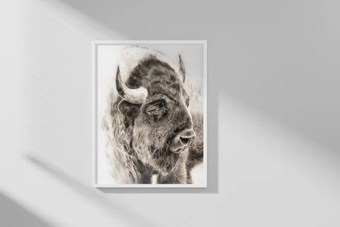 Image of a buffalo watercolor painting by Shayna Larsen, originals & prints available